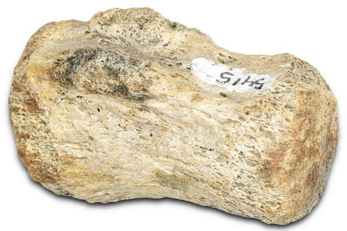 Fossil Dinosaur (Pachycephalosaurus) Caudal Vertebra - Montana #331255